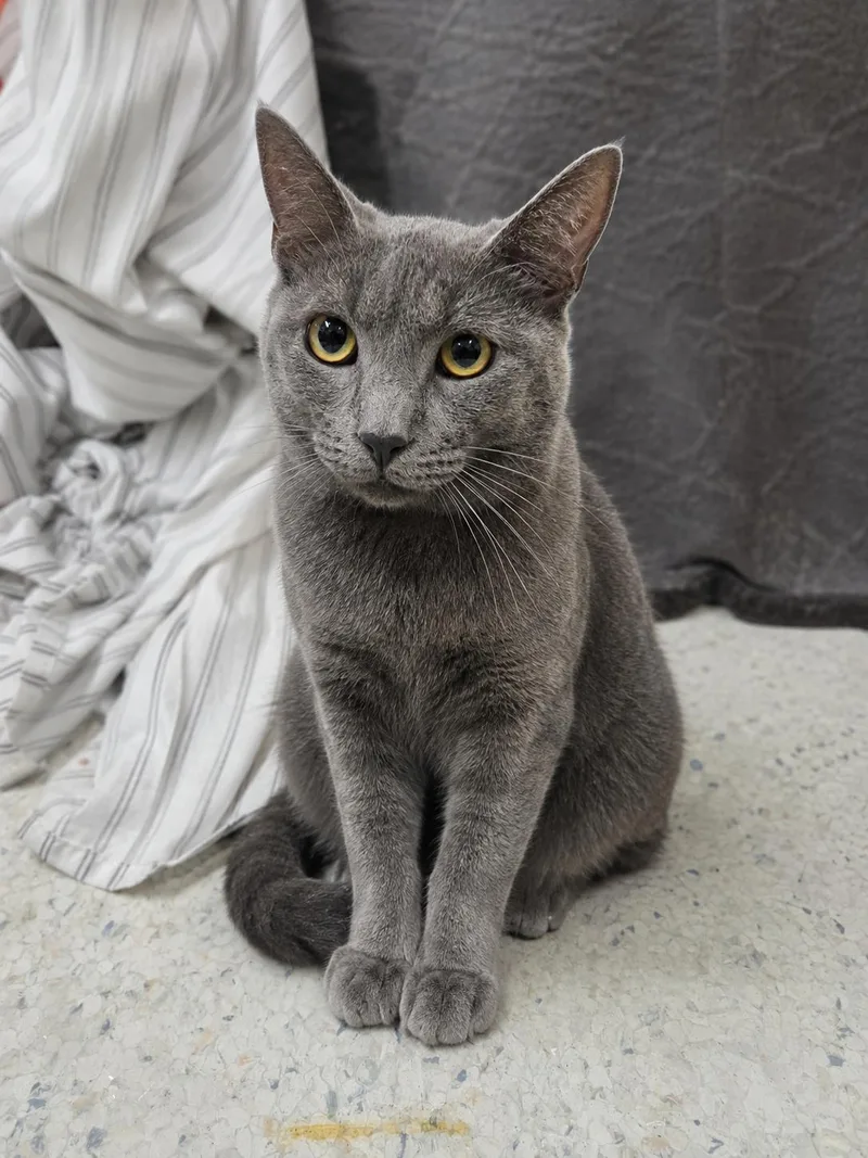 A young large-sized male Gray / Blue / Silver Russian Blue cat named Smoke for adoption in Tomball, TX