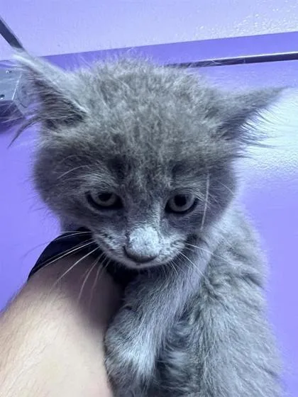 A baby large-sized female Gray / Blue / Silver Domestic Short Hair cat named 61369908 for adoption in El Paso, TX