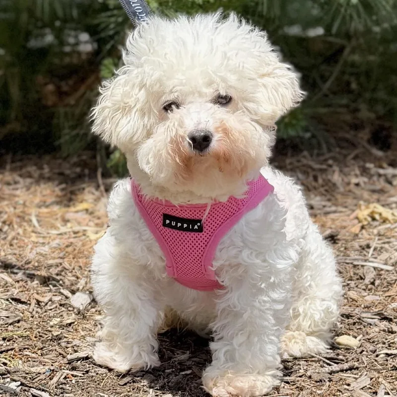An adult small-sized female White / Cream Bichon Frise dog named Polar Bear for adoption in East Hampton, NY