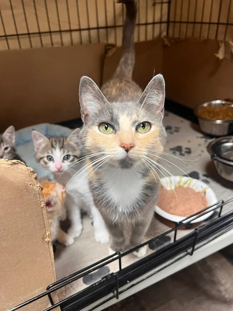 A young medium-sized female Dilute Tortoiseshell cat named Furrgilicious for adoption in Mira Loma, CA