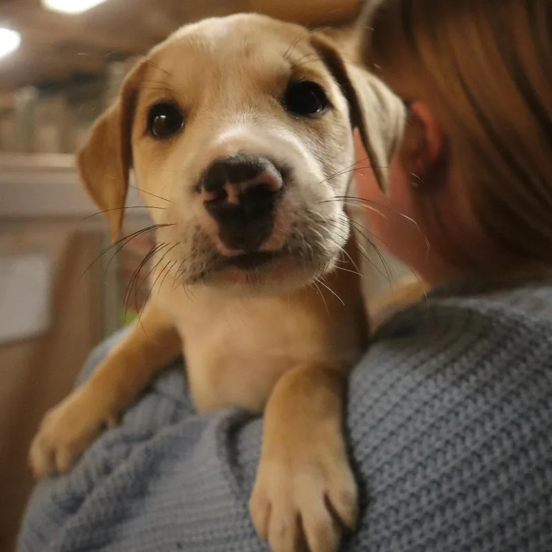 A baby small-sized male Yellow / Tan / Blond / Fawn Mixed Breed dog named Duke for adoption in Waukesha, WI