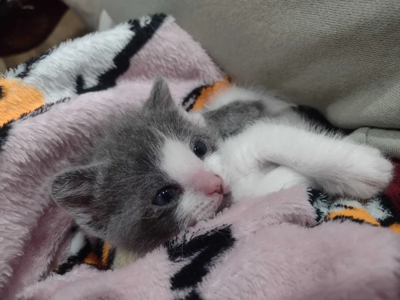 A baby small-sized female Domestic Short Hair cat named Booger for adoption in Dixon, CA