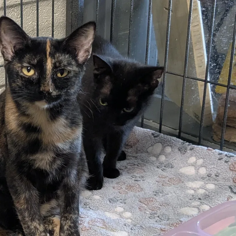 A young small-sized female Black Domestic Short Hair cat named Pavement for adoption in Bedford, VA
