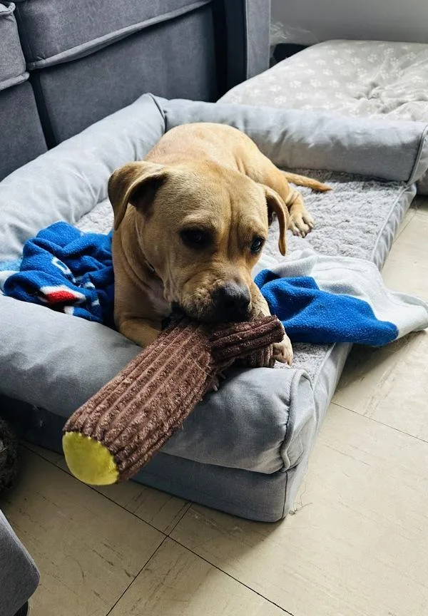 A senior large-sized female Mixed Breed dog named Sandy for adoption in New York, NY