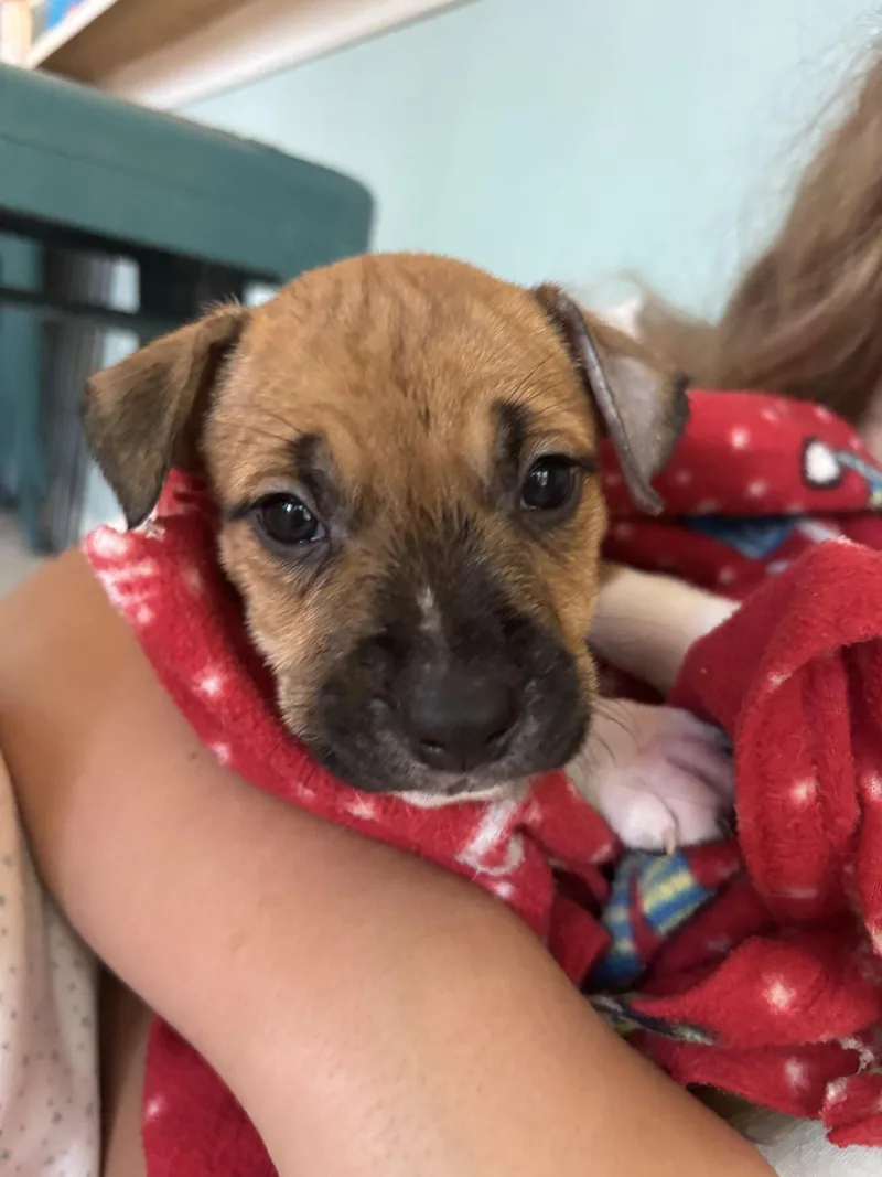 A baby large-sized male Pit Bull Terrier dog named Norman for adoption in Holly Springs, NC