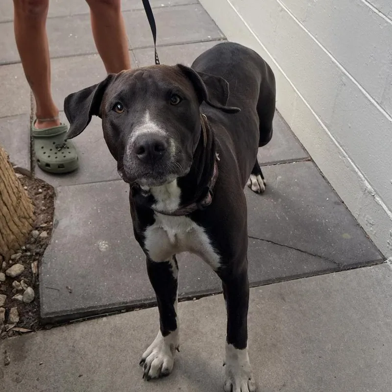 An adult medium-sized female Black American Staffordshire Terrier dog named Lena for adoption in Tampa, FL