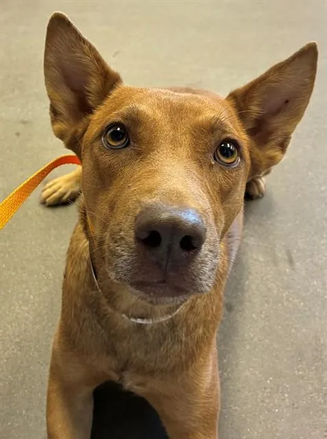 A young large-sized female German Shepherd Dog dog named Chickpea for adoption in Mesa, AZ