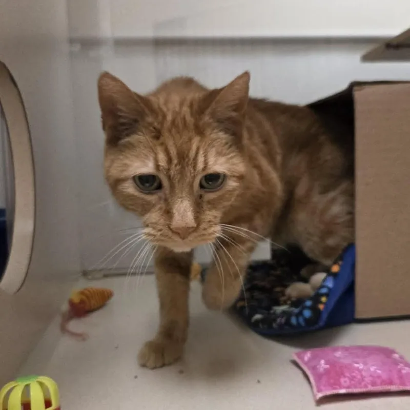 A senior medium-sized male Orange / Red Domestic Short Hair cat named Sunny for adoption in Ballston Spa, NY