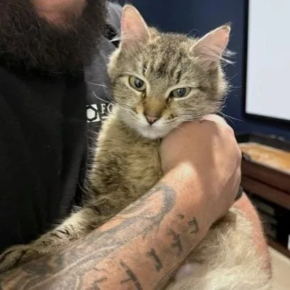 An adult medium-sized female Domestic Short Hair cat named Sriracha for adoption in Woodinville, WA