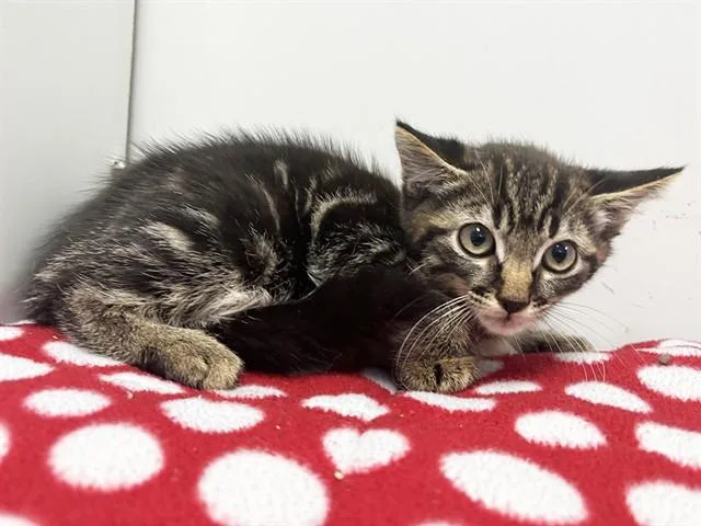 A baby small-sized male Domestic Medium Hair cat named Saxton for adoption in Sacramento, CA