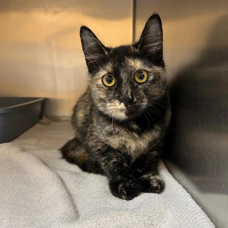 A young small-sized female Tortoiseshell Domestic Short Hair cat named Morticia for adoption in Lindon, UT