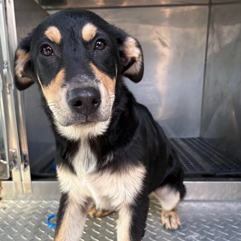 A baby medium-sized male Black German Shepherd Dog dog named Frito for adoption in Bryan, TX