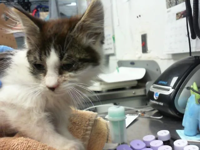 A baby small-sized male Domestic Long Hair cat named Tux for adoption in Albuquerque, NM