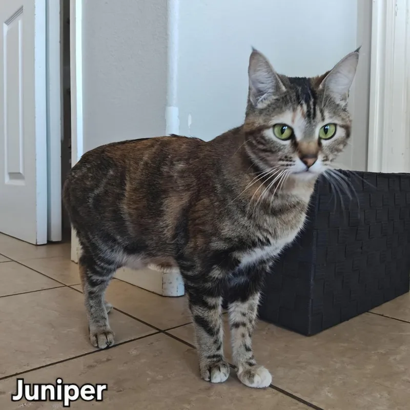 A young small-sized female Brown / Chocolate Domestic Short Hair cat named Juniper for adoption in Layton, UT