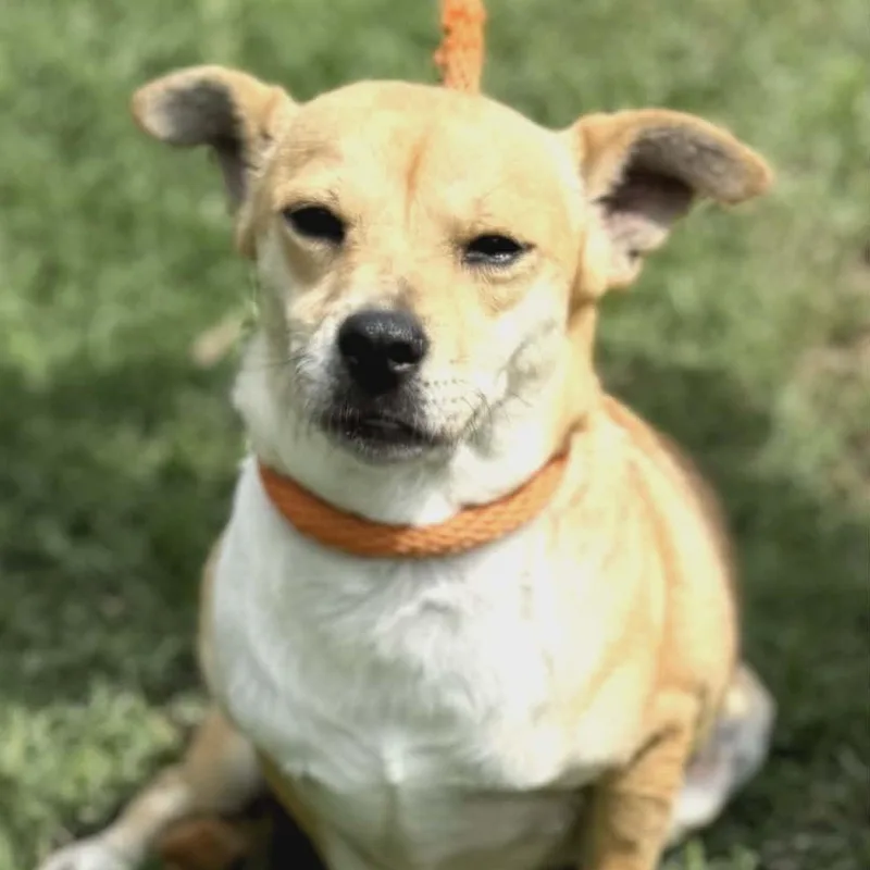 A young medium-sized male Apricot / Beige Corgi dog named Taylor for adoption in Williston, VT