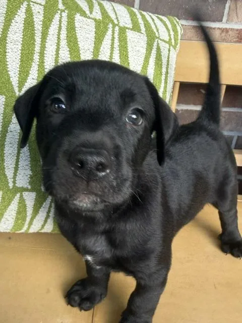 A baby large-sized male Black Labrador Retriever dog named Hendrix Rocknroll for adoption in Andover, MA
