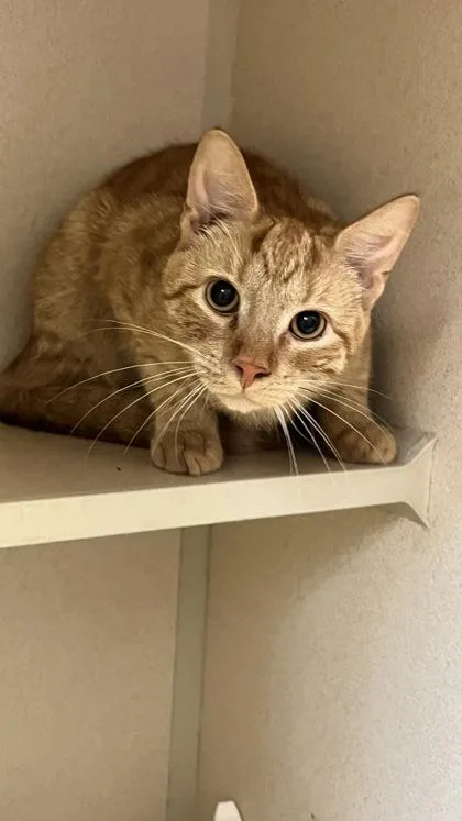A baby small-sized male Domestic Short Hair cat named Sam for adoption in East Brookfield, MA
