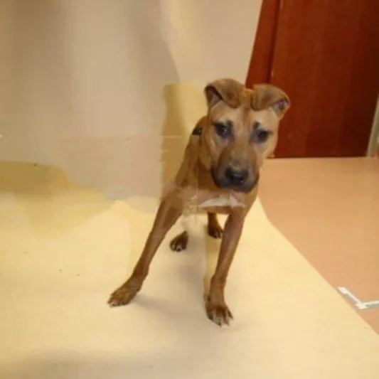 An adult medium-sized male Brown / Chocolate Pit Bull Terrier dog named Gerald for adoption in Lexington, SC