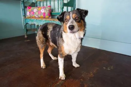An adult large-sized male Australian Shepherd dog named WallE for adoption in San Antonio, TX