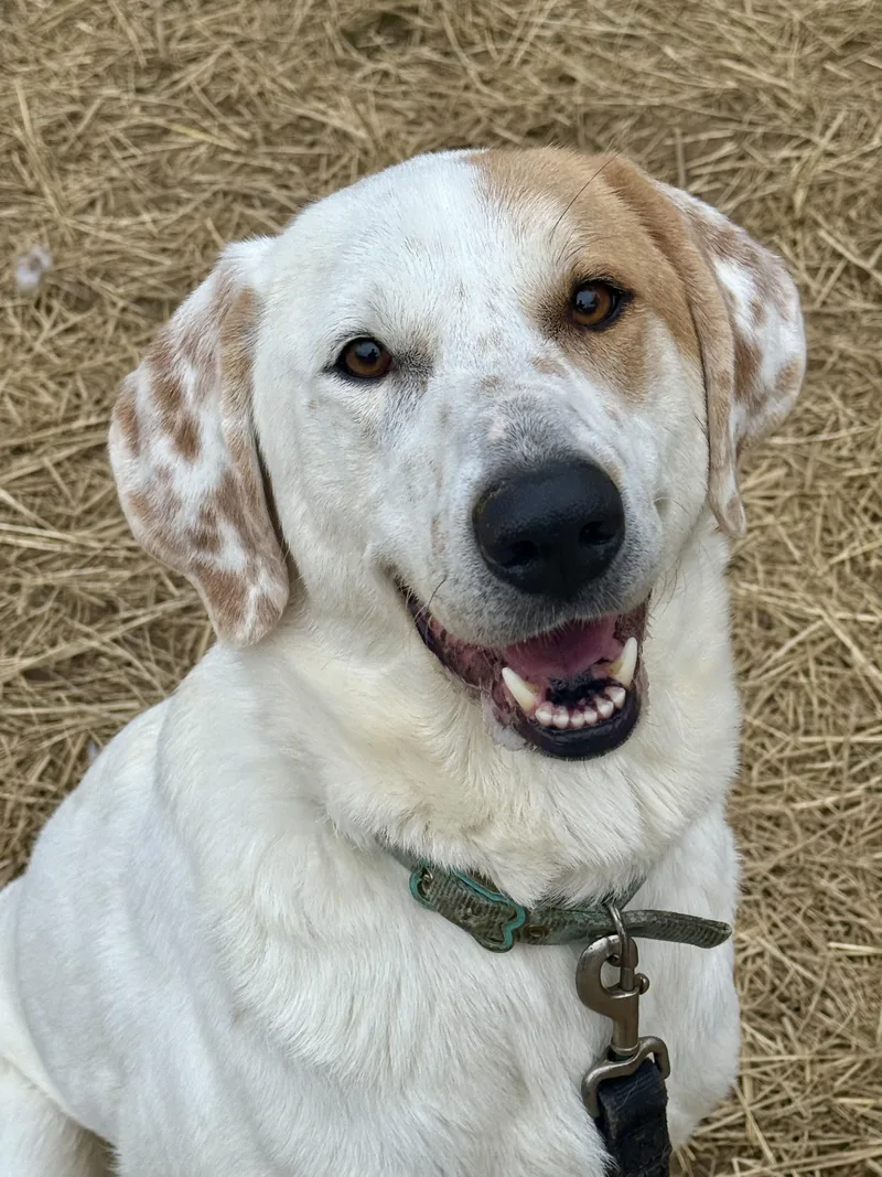 Scarecrow thumbnail 3