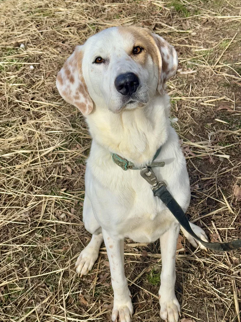 Scarecrow thumbnail 5