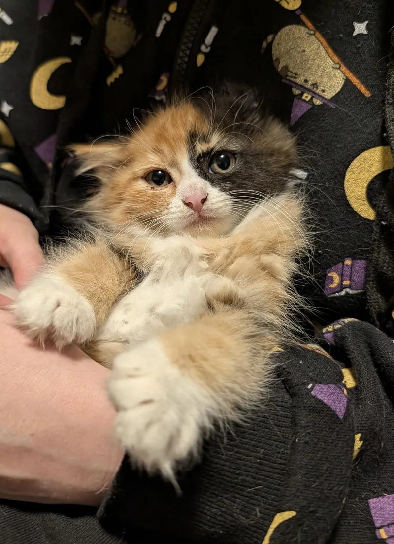 A baby small-sized female Calico cat named Penelope for adoption in Pendleton, OR