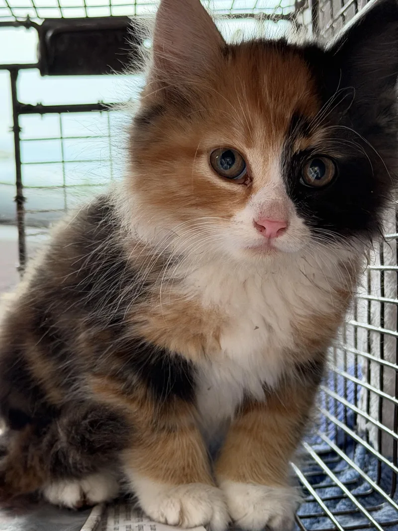 Penelope thumbnail 2