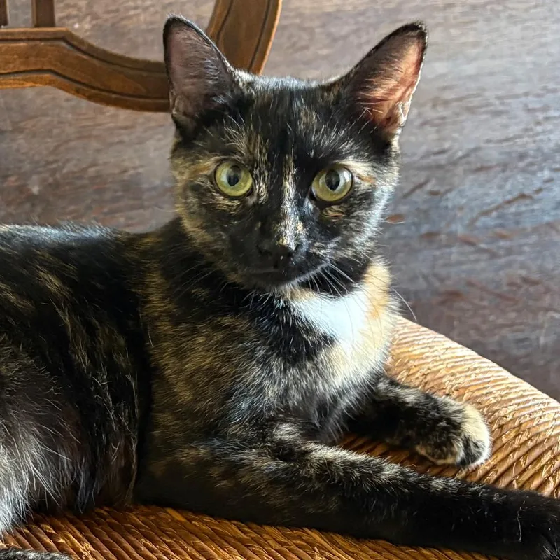 A young small-sized female Tortoiseshell Domestic Short Hair cat named Flower Greenwood for adoption in Merrifield, VA