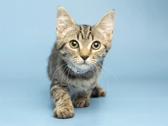 A baby small-sized female Domestic Short Hair cat named Mona for adoption in Phoenix, AZ