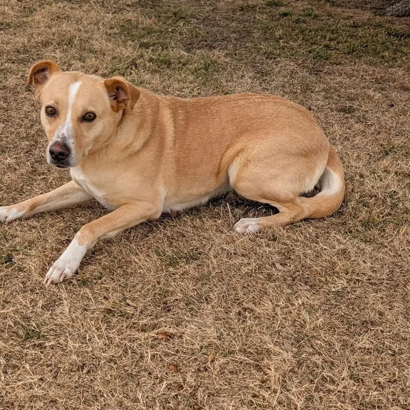 An adult medium-sized female Yellow / Tan / Blond / Fawn Labrador Retriever dog named Pumpkin for adoption in Austin, TX