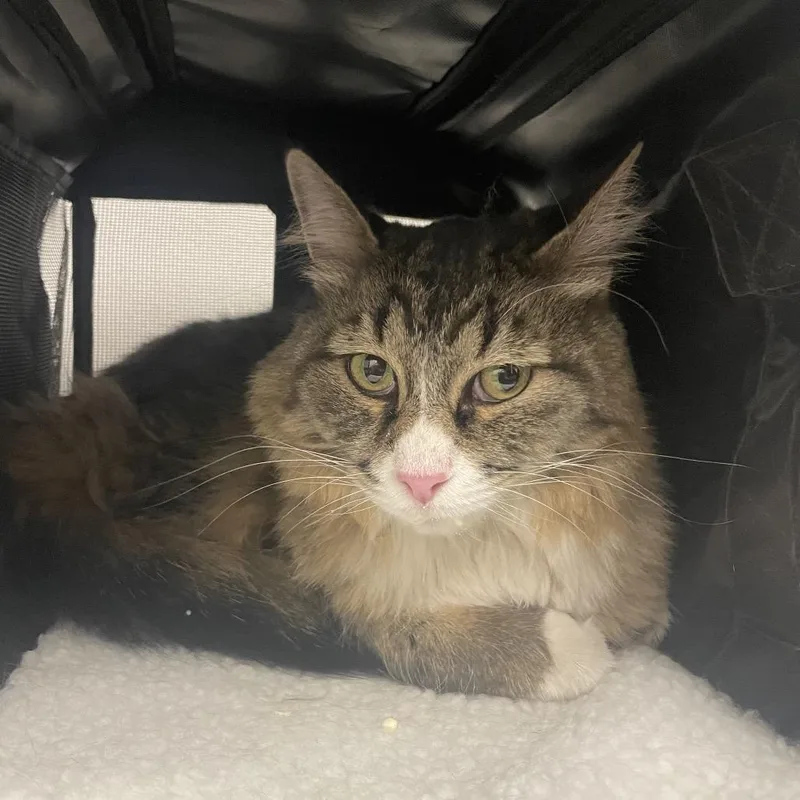 A senior medium-sized male Brown / Chocolate Domestic Long Hair cat named JasperTonchi for adoption in Henderson, NV