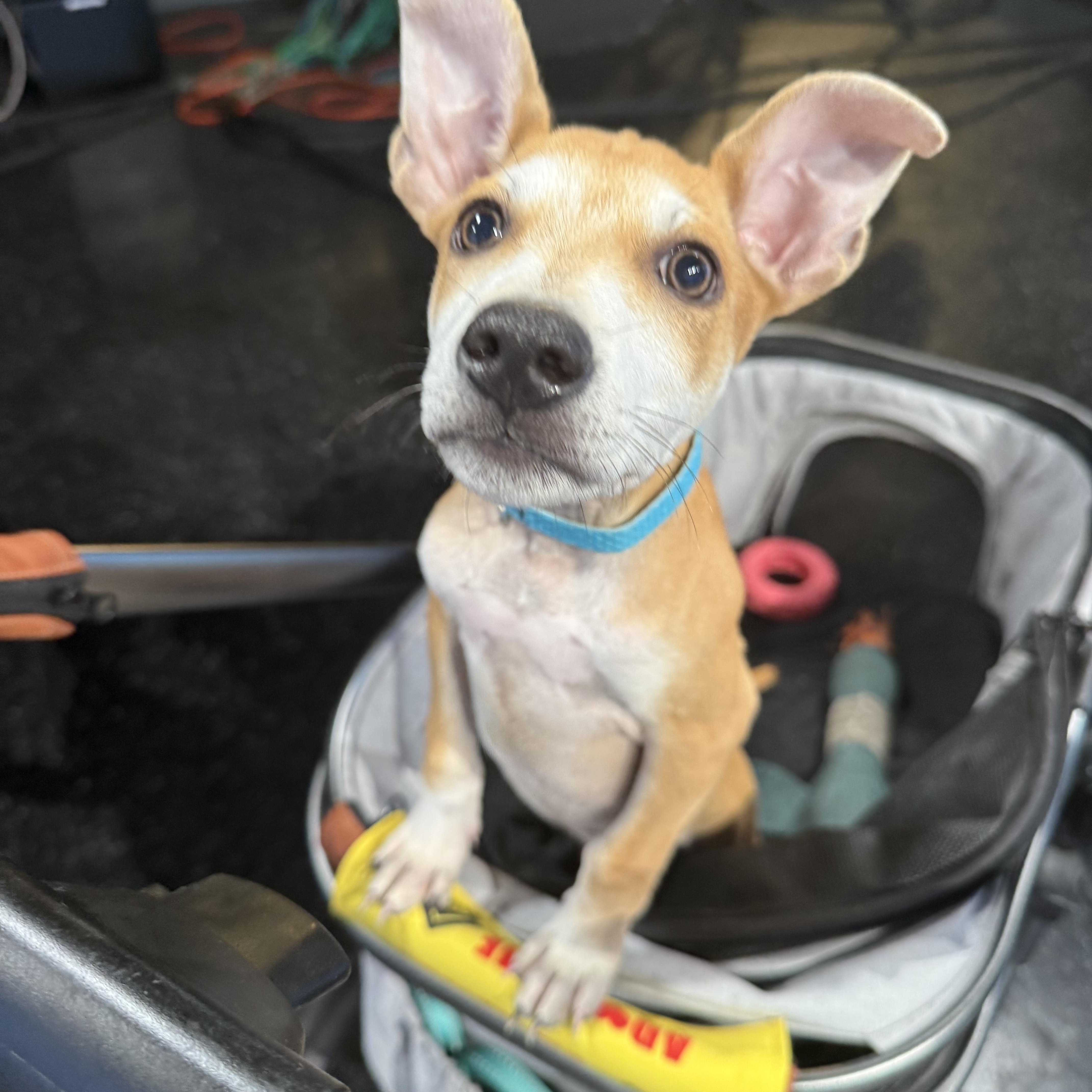 A baby small-sized male Red / Chestnut / Orange Chihuahua dog named Fruity Pebbles for adoption in Austin, TX