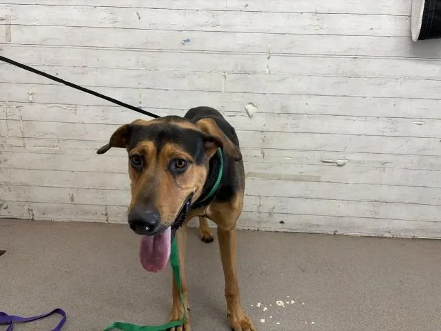 A young large-sized male German Shepherd Dog dog named Laurence for adoption in San Bernardino, CA