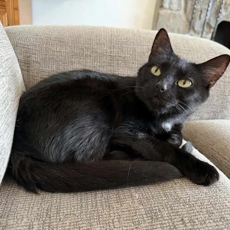 An adult medium-sized female Black Domestic Short Hair cat named Alexa for adoption in Gladstone, OR