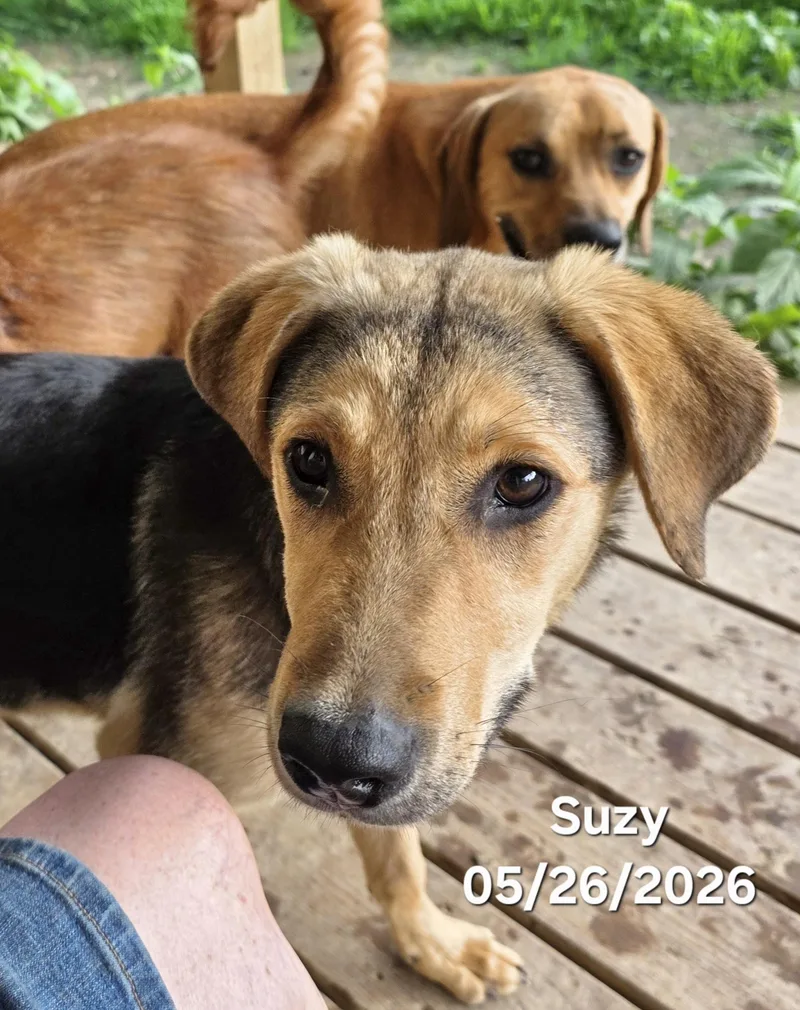A young medium-sized female Black Mouth Cur dog named Suzy for adoption in Manchester, CT