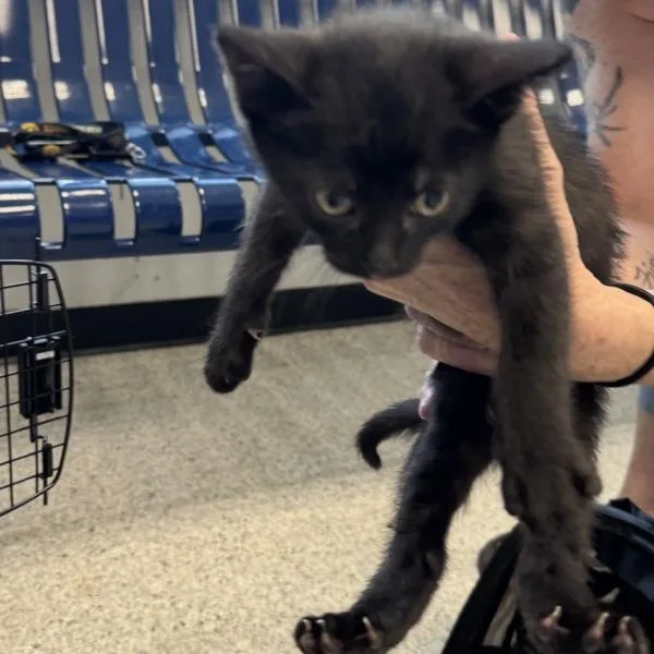 A baby small-sized male Domestic Short Hair cat named Sweetheart for adoption in Des Moines, IA