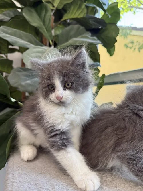 A baby medium-sized male Gray & White Domestic Long Hair cat named Harry for adoption in San Jose, CA