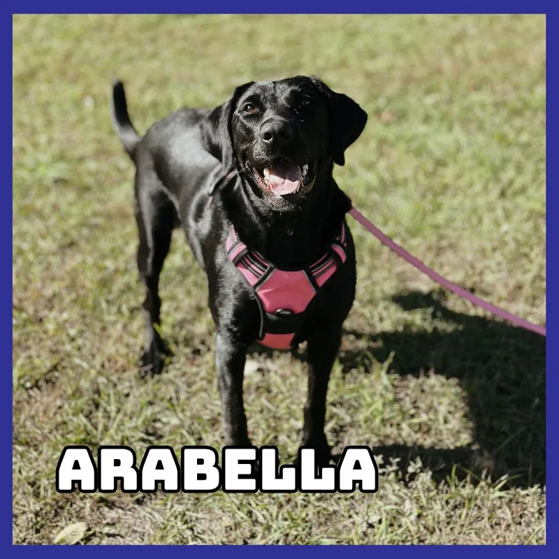 An adult large-sized female Black Labrador Retriever dog named AraBella for adoption in Glenwood, MN