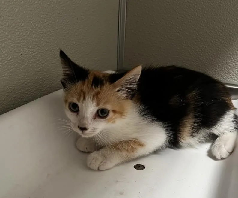 A baby small-sized female Domestic Short Hair cat named Tierra for adoption in Tracy, CA