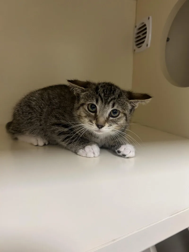 A young medium-sized male Domestic Short Hair cat named Maverick for adoption in Lancaster, PA