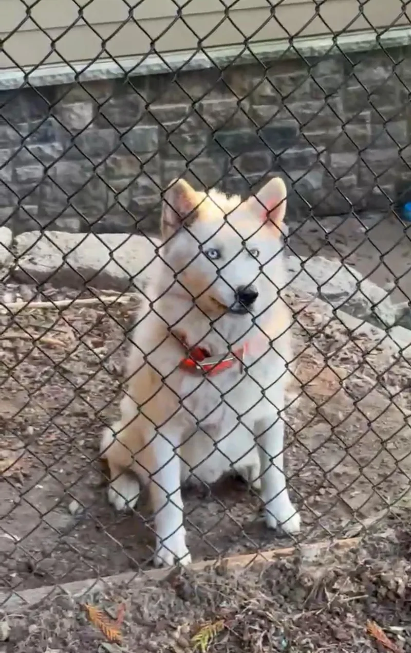 Balou