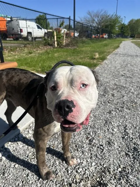 An adult extra large-sized male Pit Bull Terrier dog named Chase for adoption in Indianapolis, IN