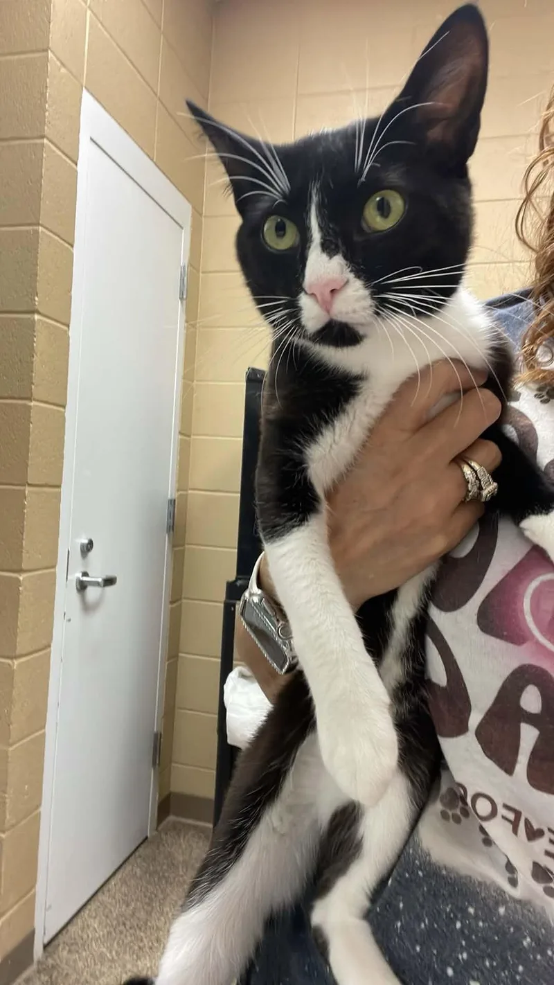 An adult medium-sized male Black & White / Tuxedo Domestic Short Hair cat named Pretty Boi for adoption in Fort Payne, AL