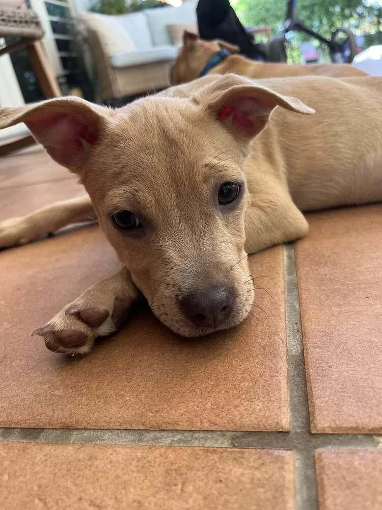 A baby small-sized female Brown / Chocolate Mixed Breed dog named Mia for adoption in Saint Augustine, FL
