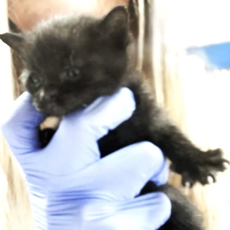 A baby small-sized female Black Domestic Short Hair cat named Priscilla for adoption in Ojai, CA