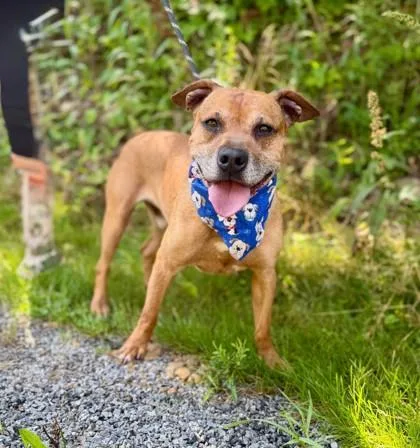 An adult medium-sized male Brown / Chocolate Mixed Breed dog named Scooby for adoption in Atlanta, GA