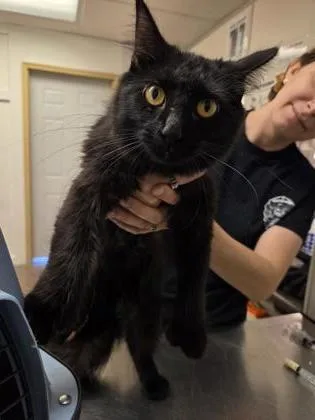 An adult small-sized female Domestic Long Hair cat named Thumbelina for adoption in South Bend, IN