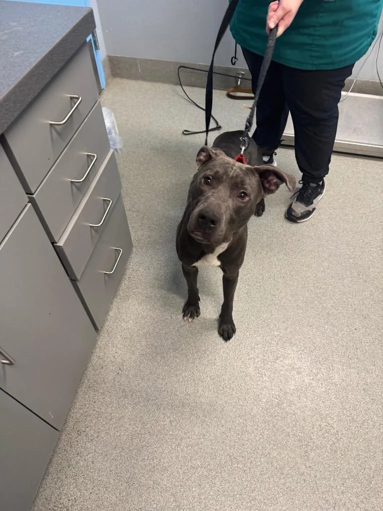 A young medium-sized male Pit Bull Terrier dog named Kobe for adoption in Bloomington, IN