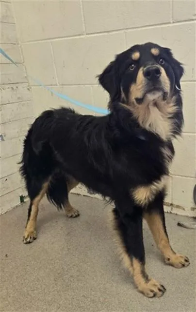 A young medium-sized male Hovawart dog named Griffin for adoption in San Bernardino, CA