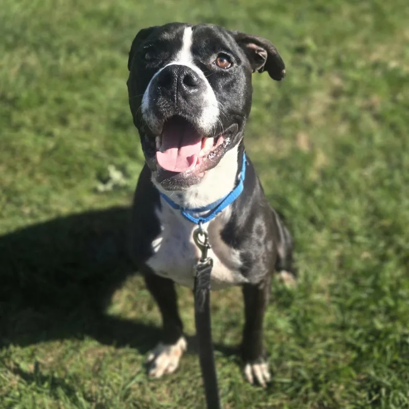 An adult medium-sized male Black Pit Bull Terrier dog named Bubba for adoption in Champaign, IL